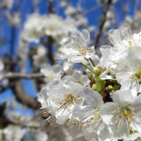 La Casetta Vico San Leonardo Monopoli