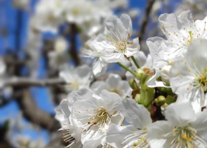 La Casetta Vico San Leonardo מונופולי
